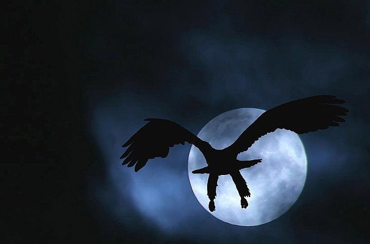 Random pics from here and there