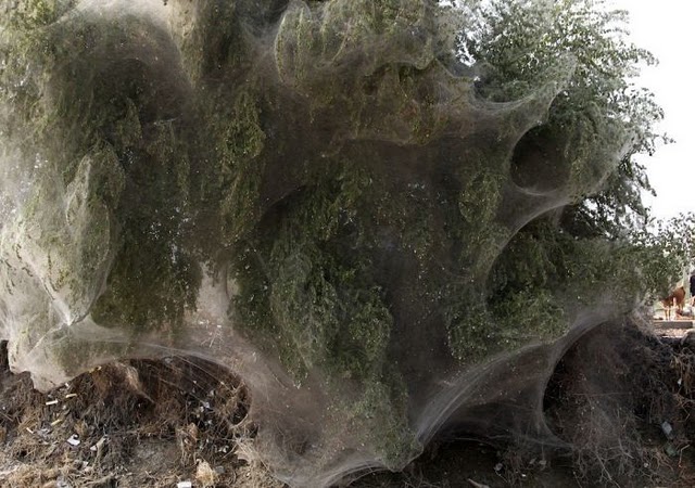 Spider invasion in Pakistan