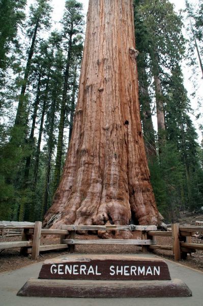 General Sherman Tree - Sequoia Nat'l Park, California