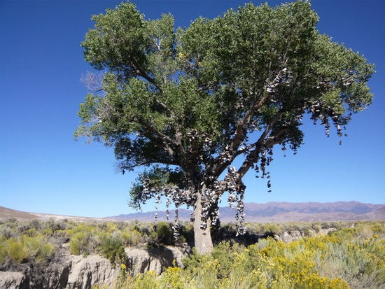 Shoe Tree - Middlegate, Nevada