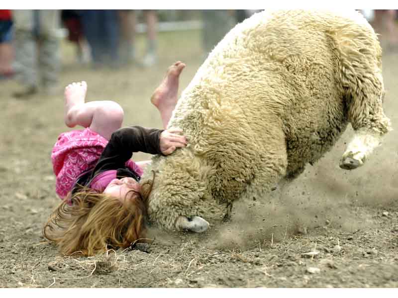 Kiddos getting wrecked by sheep.