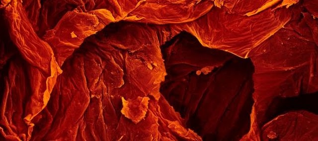 Foods Under The Microscope