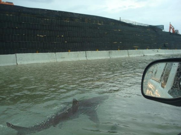 This picture was taken in Puerto Rico shortly after Hurricane Irene ravaged the island. Yes, thats a shark swimming down the street next to a car, and this is exactly why authorities in NYC are warning people not to go swimming in flood waters after a hurricane. Sharks go where fish go, and fish go where water goes.