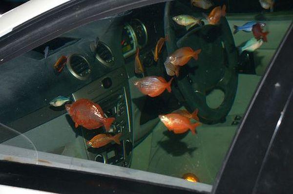 Chevy Aquarium Car
