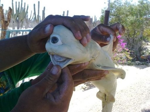 Cyclops shark caught in the Gulf of California