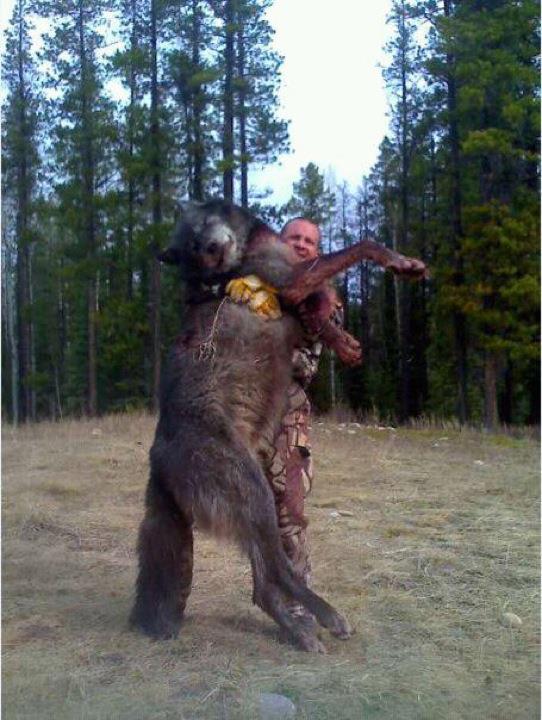 Timberwolf killed in Sun Vally, Idaho