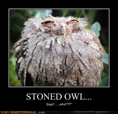 Stoned owl Says...