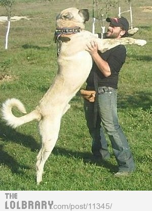 Optical illusion trolls