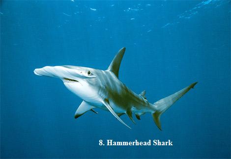 Top 10 Deadliest Sharks