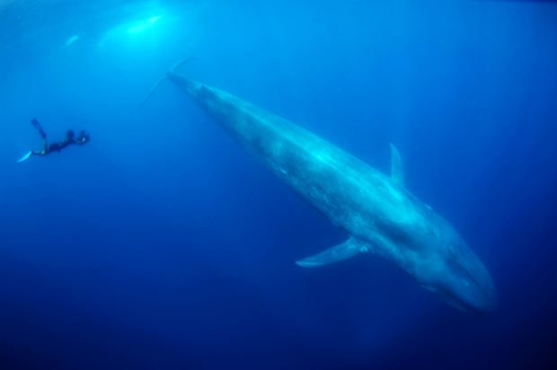 diver next to blue whale