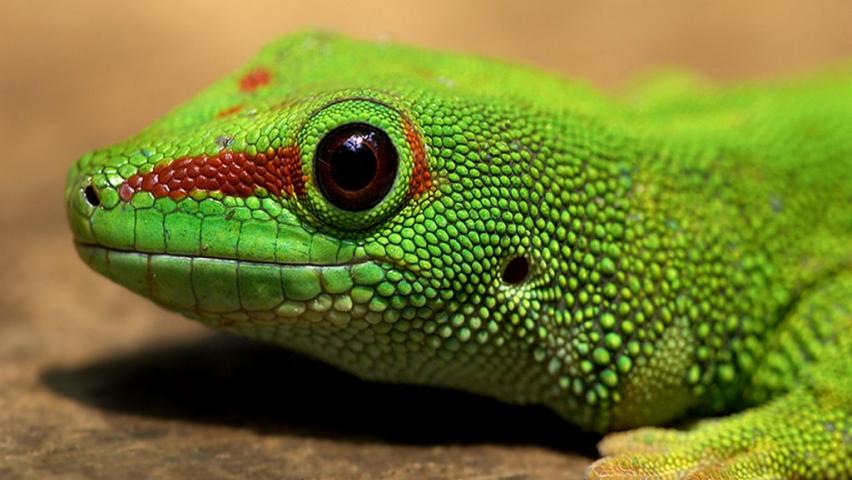 animal pet lizards for kids