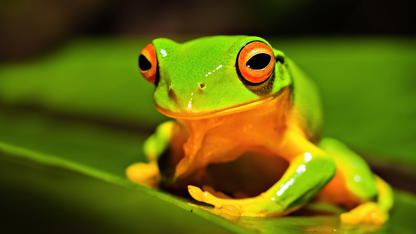 animal frog hd