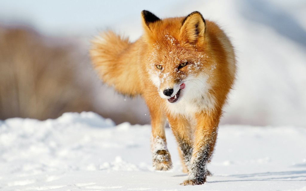 animal fox hd