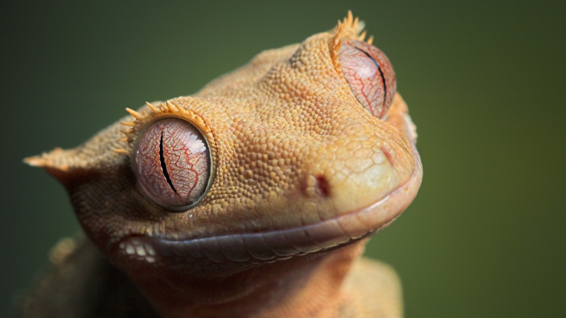 animal crested gecko hd