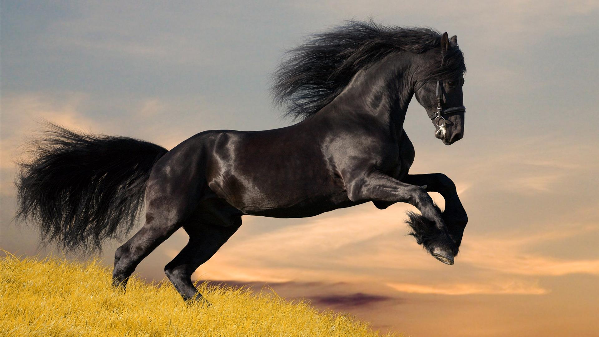 animal beautiful horse