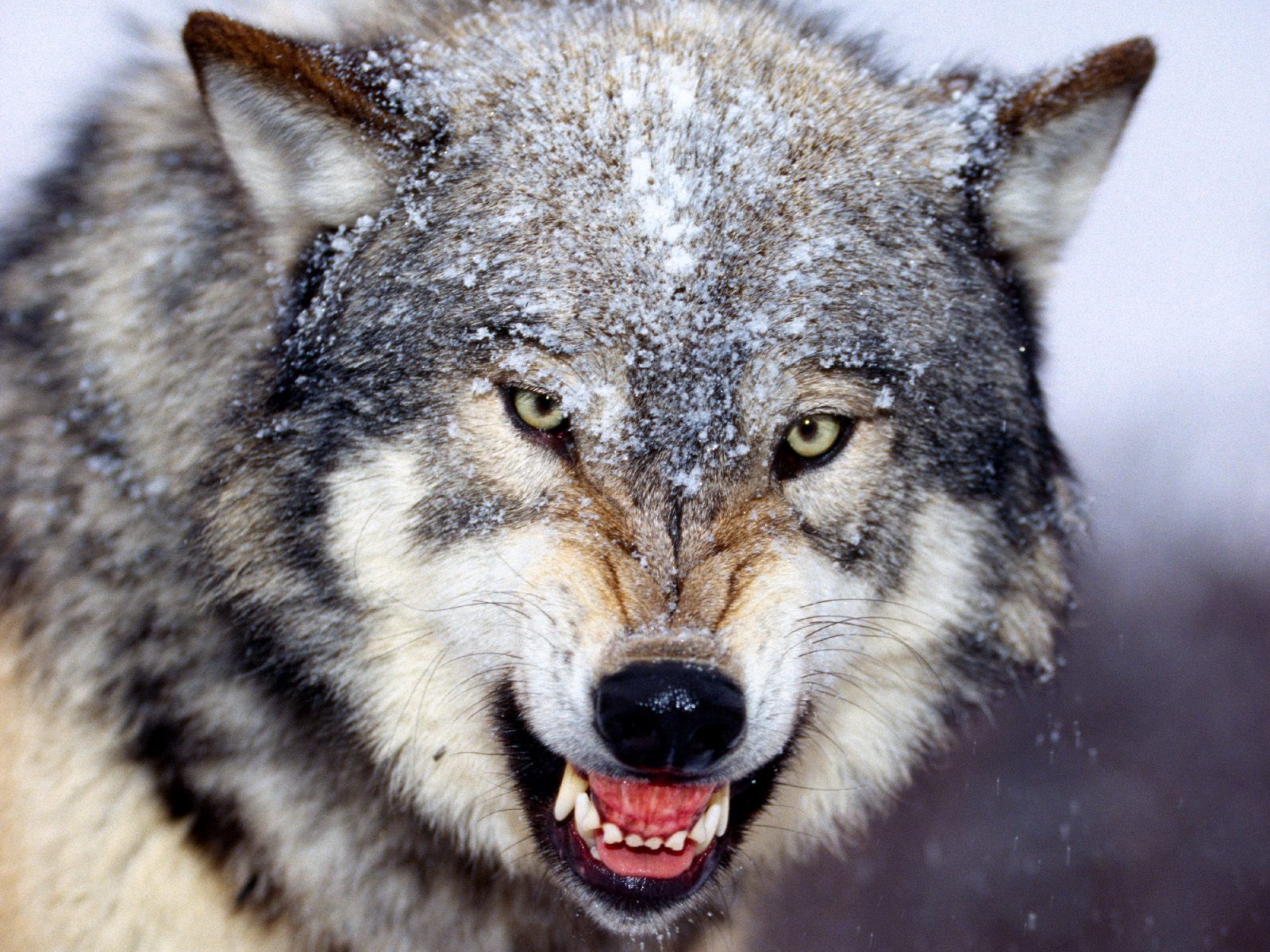animal gray wolf snarling