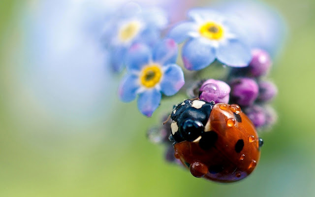 animal ladybird on flower