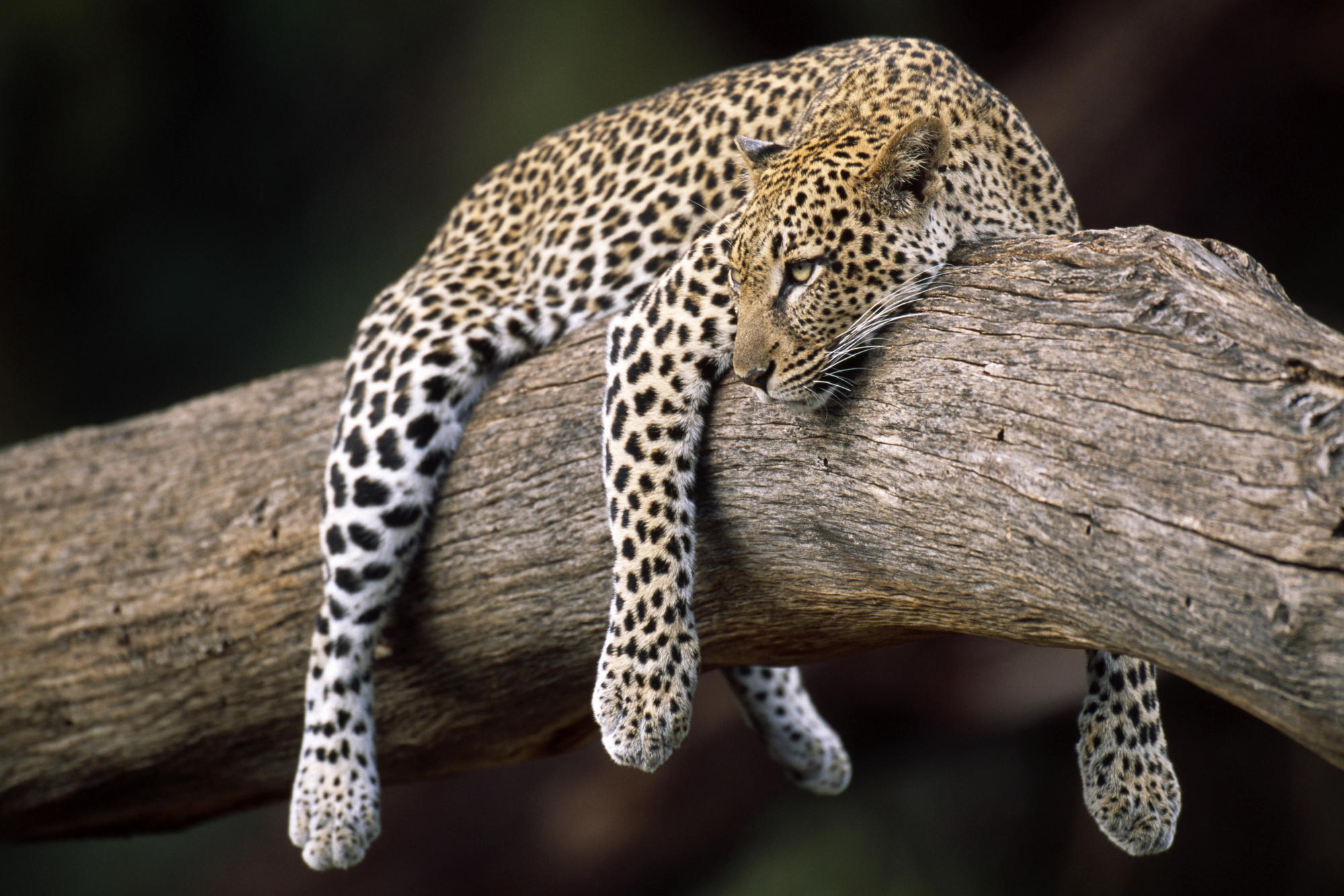 animal leopard lying in tree