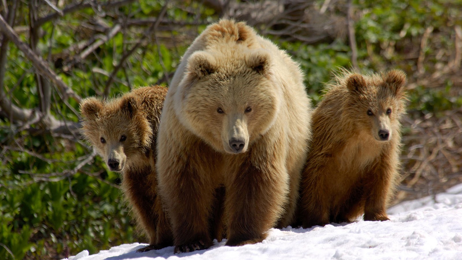 animal mama bear and two cubs