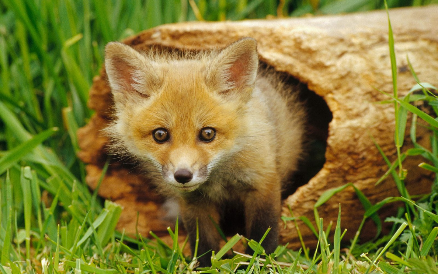 animal baby red fox