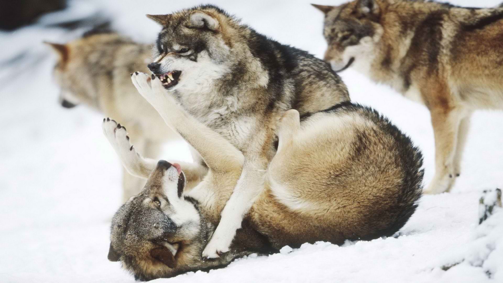 animal fighting wolves