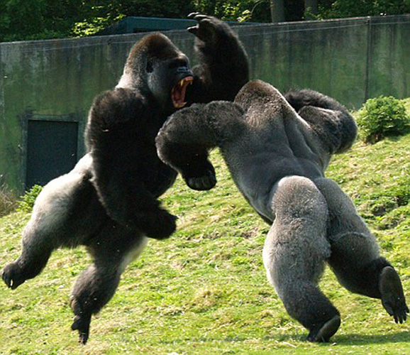 animal gorilla fight