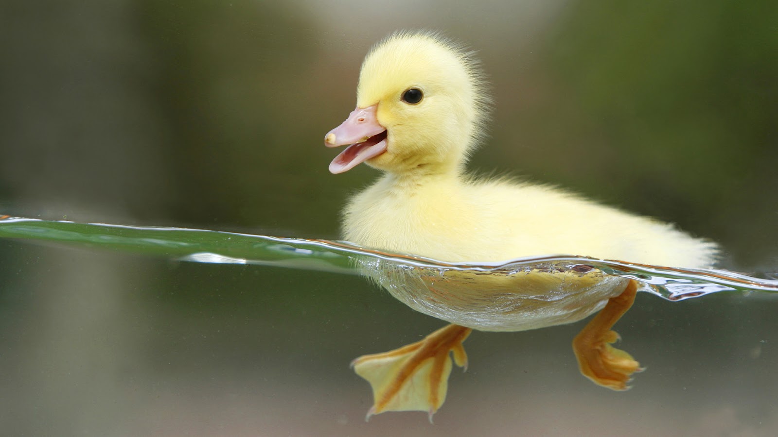 animal yellow duck swimming