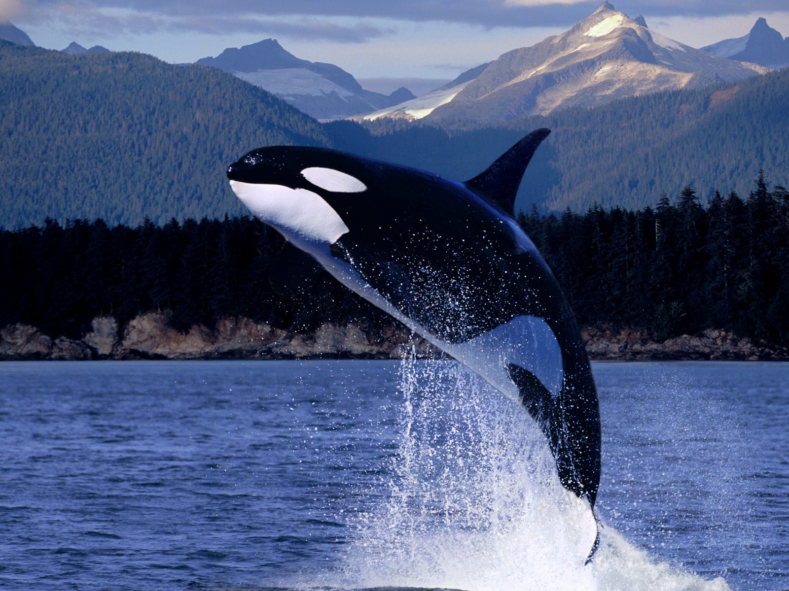 animal killer whale jumping out of water