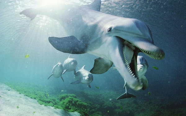 animal bottlenose dolphins