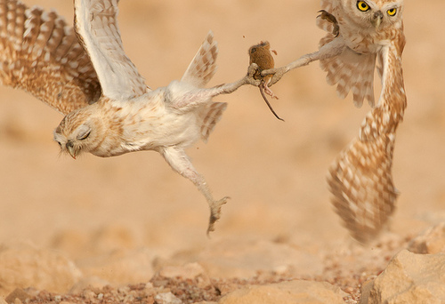 animal owls fighting