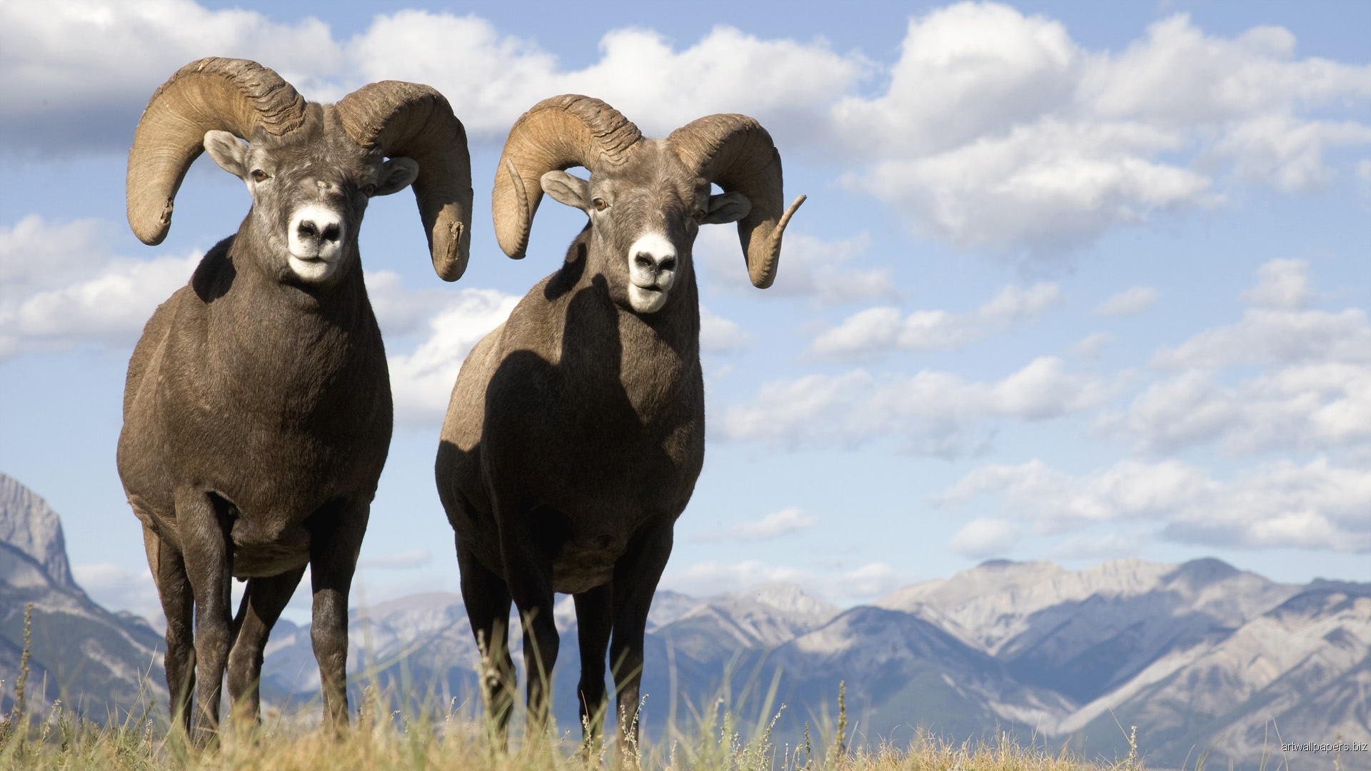 animal bighorn sheep