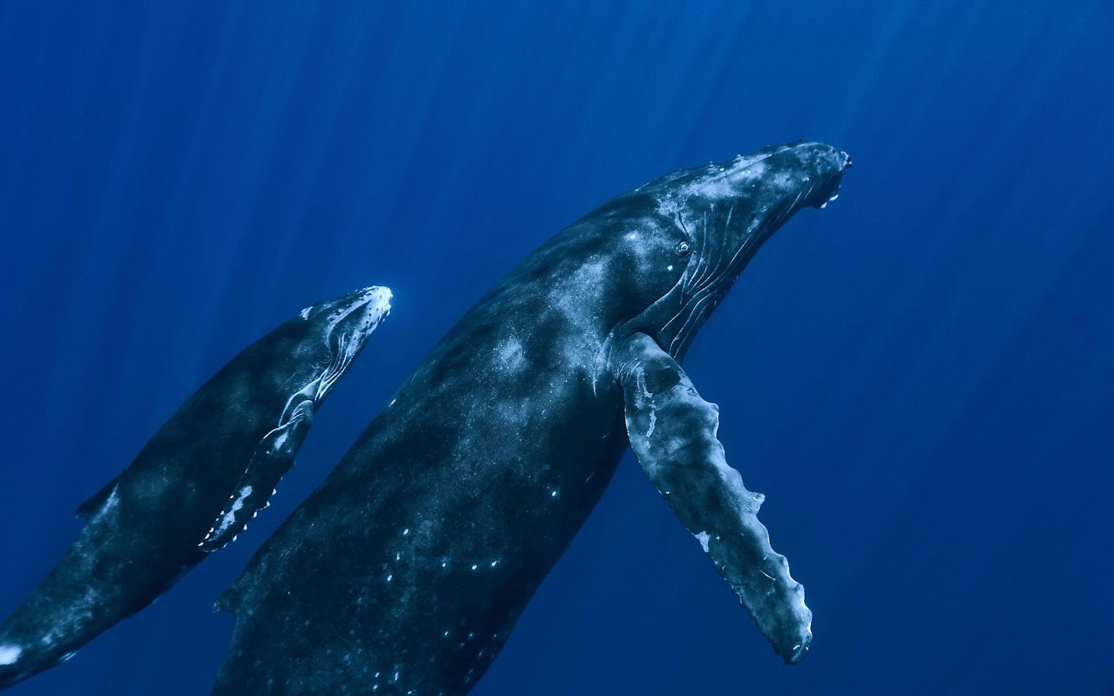 animal blue whales