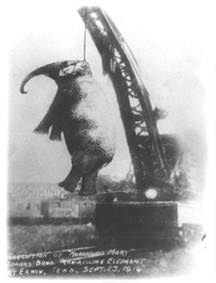 Mary the elephant killed her handler on September 12, 1916, in Tennessee and the crowd demanded justice. 