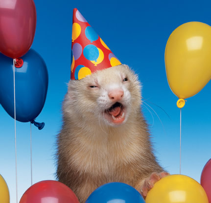 happy birthday ferret