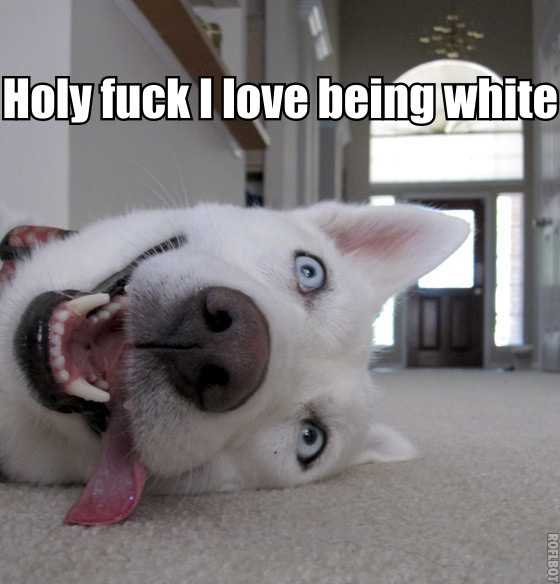 goofy dogs - Holy fuck I love being white Roflbot