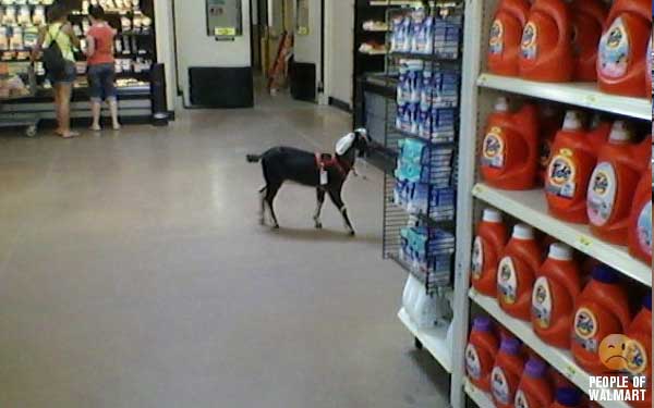 Just a goat shopping at Walmart.I don't see what's so funny
