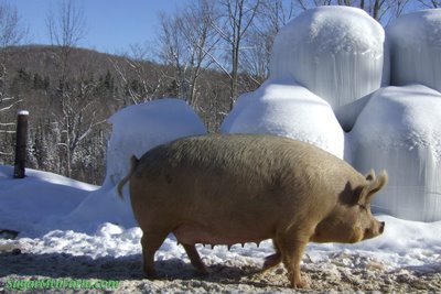 Pregnant Pigs Gallery