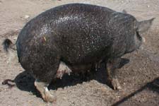 Pregnant Pigs Gallery