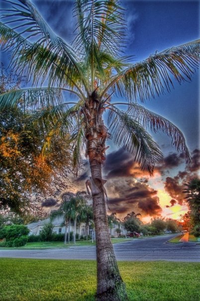 Palm Tree HDR