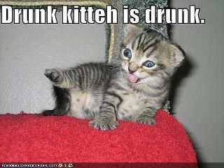 random pic funny cat - Drunk kitteh is drunk.
