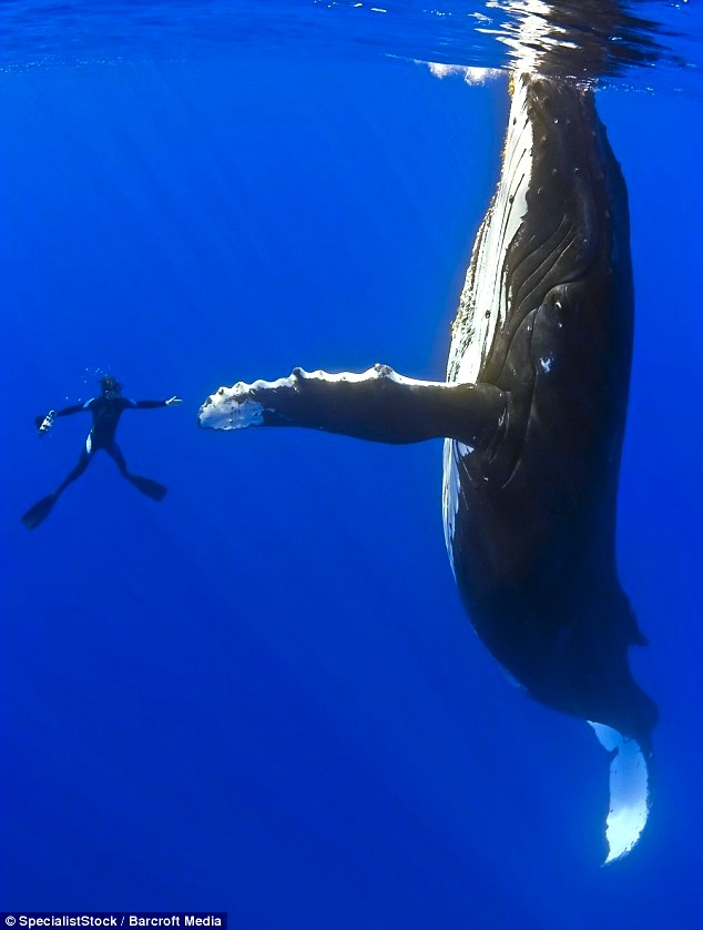 random pic swimming with whales - Univer SpecialistStockBarcroft Media