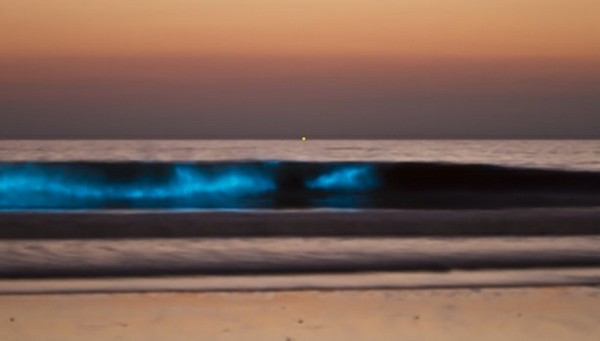 Red tide Bioluminesence