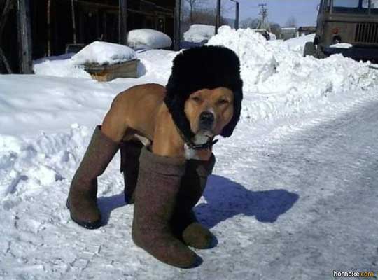 dog with uggs