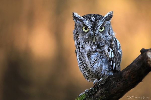 32 Stunning Owl Photographs.