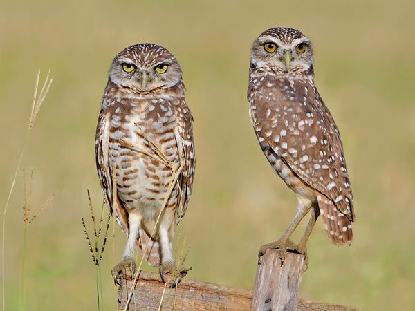 32 Stunning Owl Photographs.