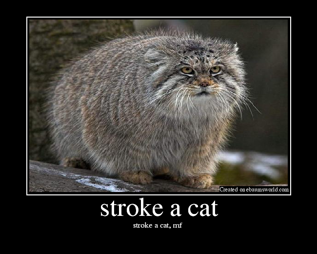 stroke a cat, mf 