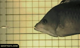 fish eating another fish gif - Goofygifs.Com