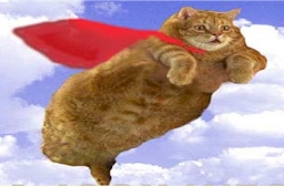 Superhero Cats