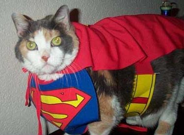 Superhero Cats