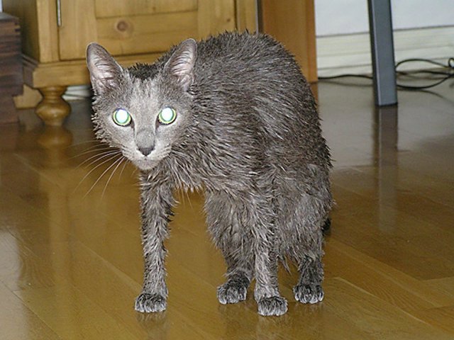 Funny Wet Cats